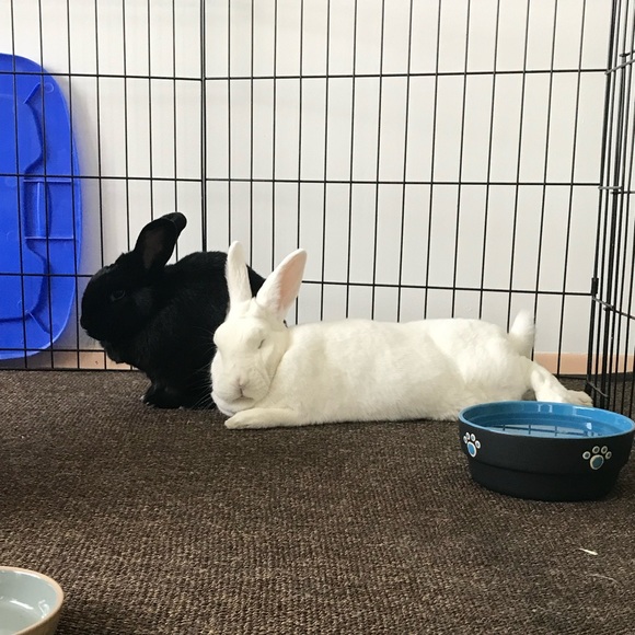 Meet your Posher, Becca - Picture 4 of 6